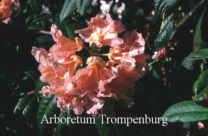 Rhododendron 'Orangina' Rhododendron 'Orangina'