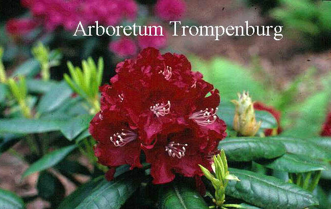 Rhododendron 'Oratorium'