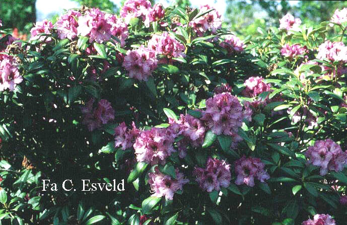 Rhododendron 'Ornament' Rhododendron 'Ornament'