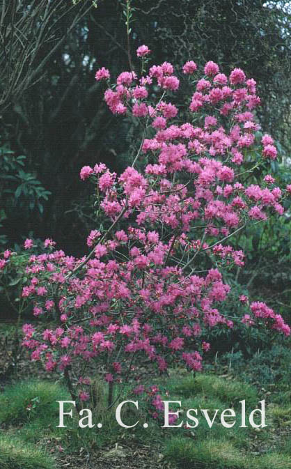 Rhododendron 'Ostara' (synoniem 'Yoshino')