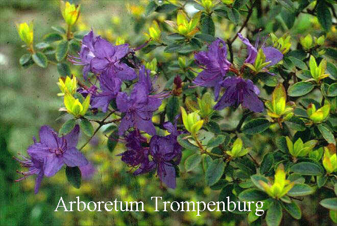 Rhododendron 'Oudijk's Favorite'