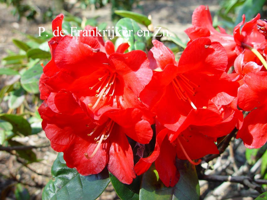 Rhododendron 'Ovation'