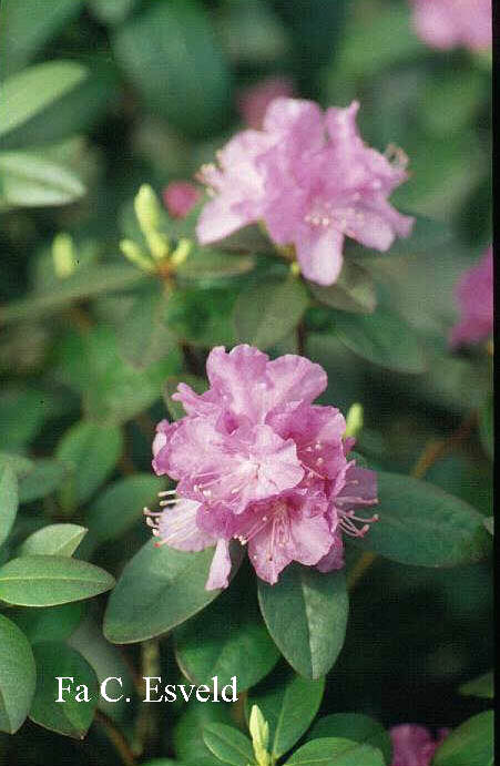 Rhododendron 'P.J. Mezitt Elite'