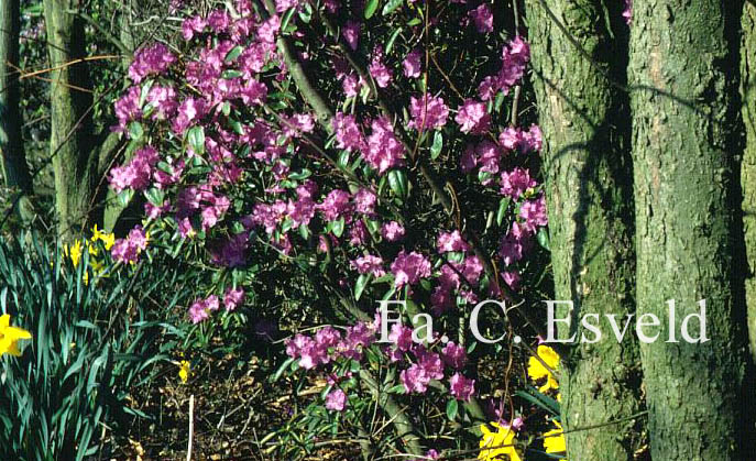 Rhododendron 'P.J. Mezitt'