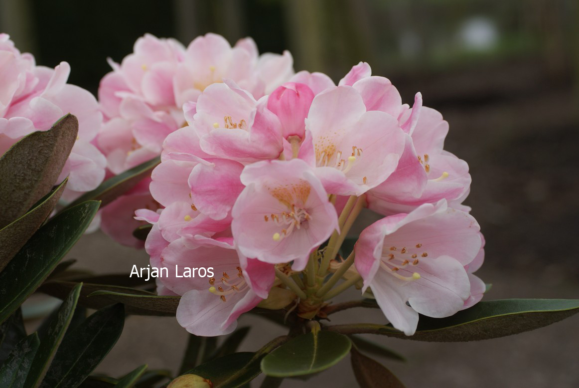 Rhododendron 'Palle Christensen'