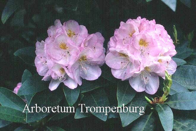 Rhododendron 'Papilionaceum'