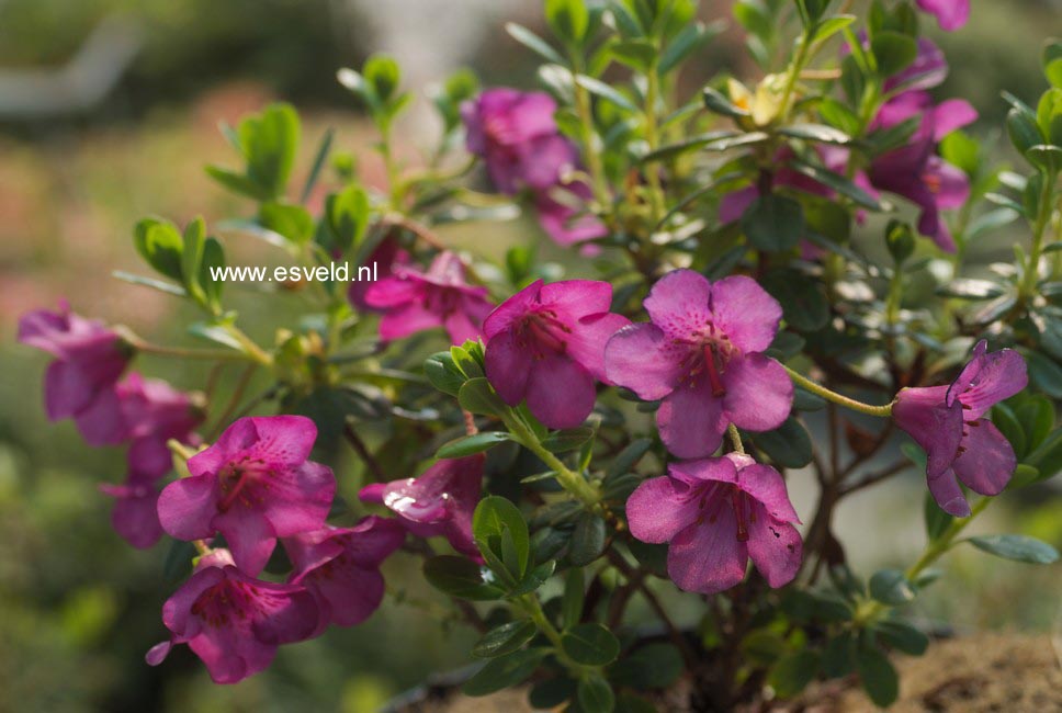 Rhododendron 'Patricia'