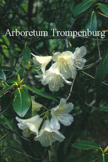 Rhododendron 'Peace' Rhododendron 'Peace'