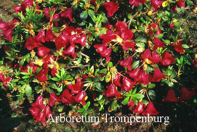 Rhododendron 'Peekabo' Rhododendron 'Peekabo'