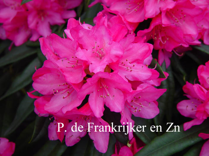 Rhododendron 'Perla Rosa' Rhododendron 'Perla Rosa'