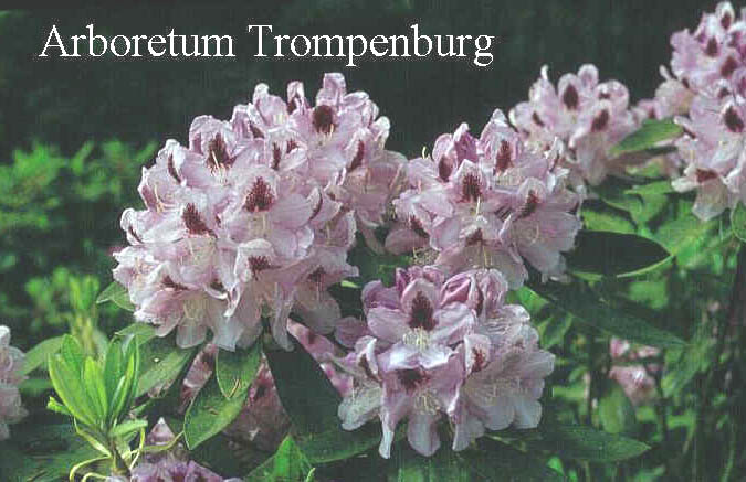 Rhododendron 'Picturatum'