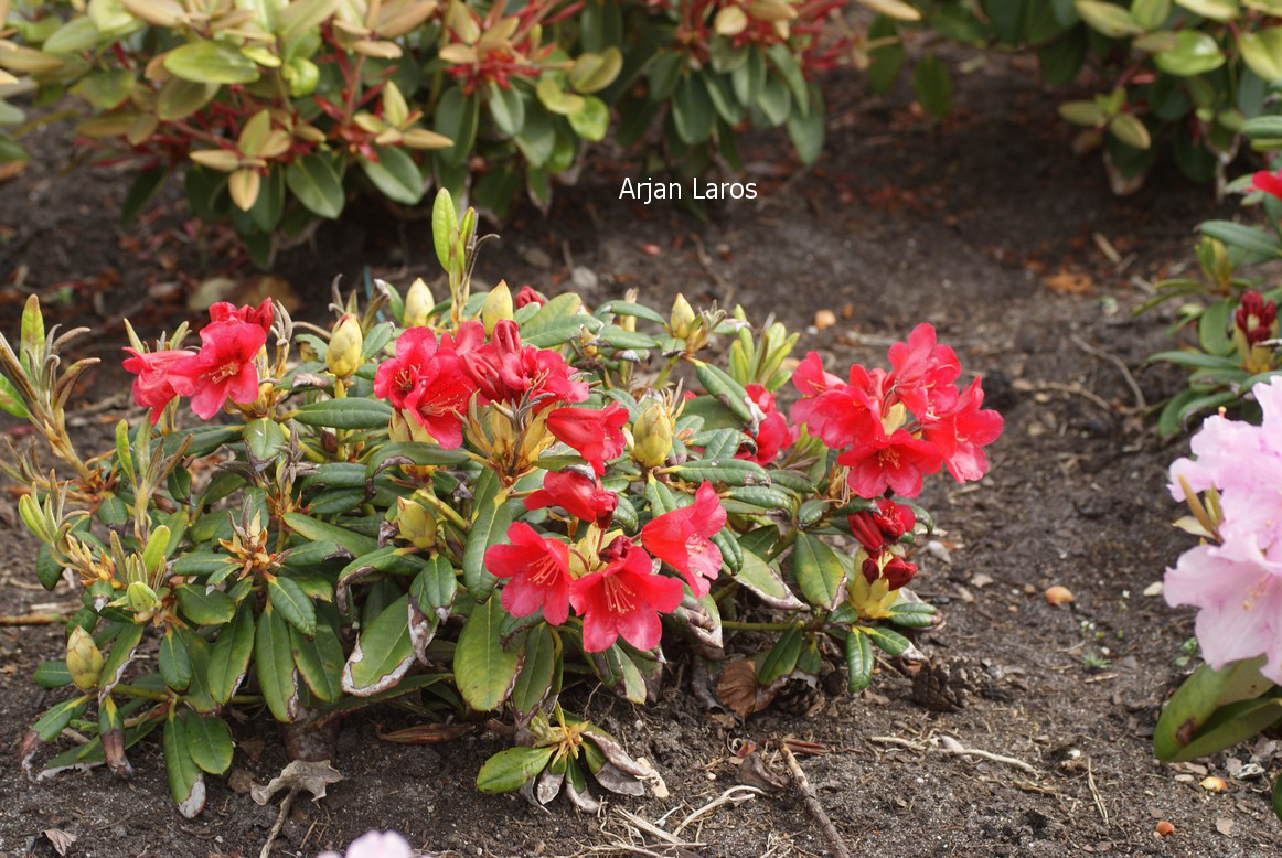 Rhododendron 'Piepmatz' (80826)