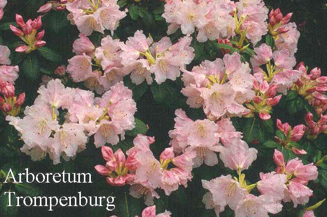 Rhododendron 'Pink Brightness'