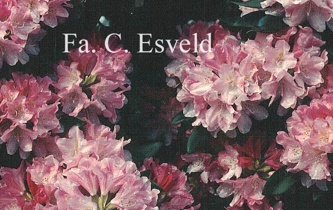 Rhododendron 'Pink Cherub'