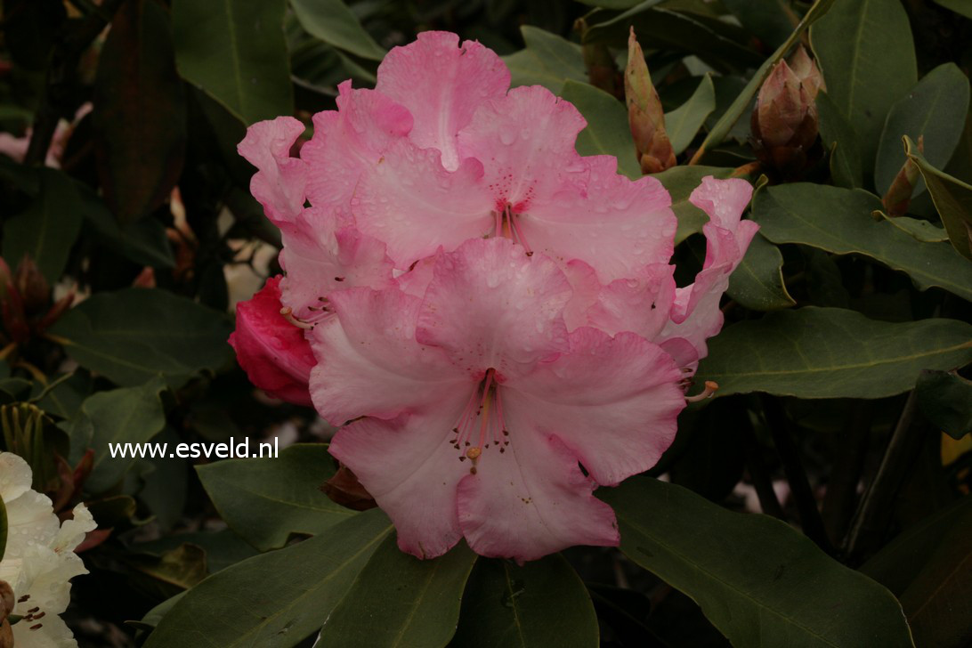 Rhododendron 'Pink Walloper'