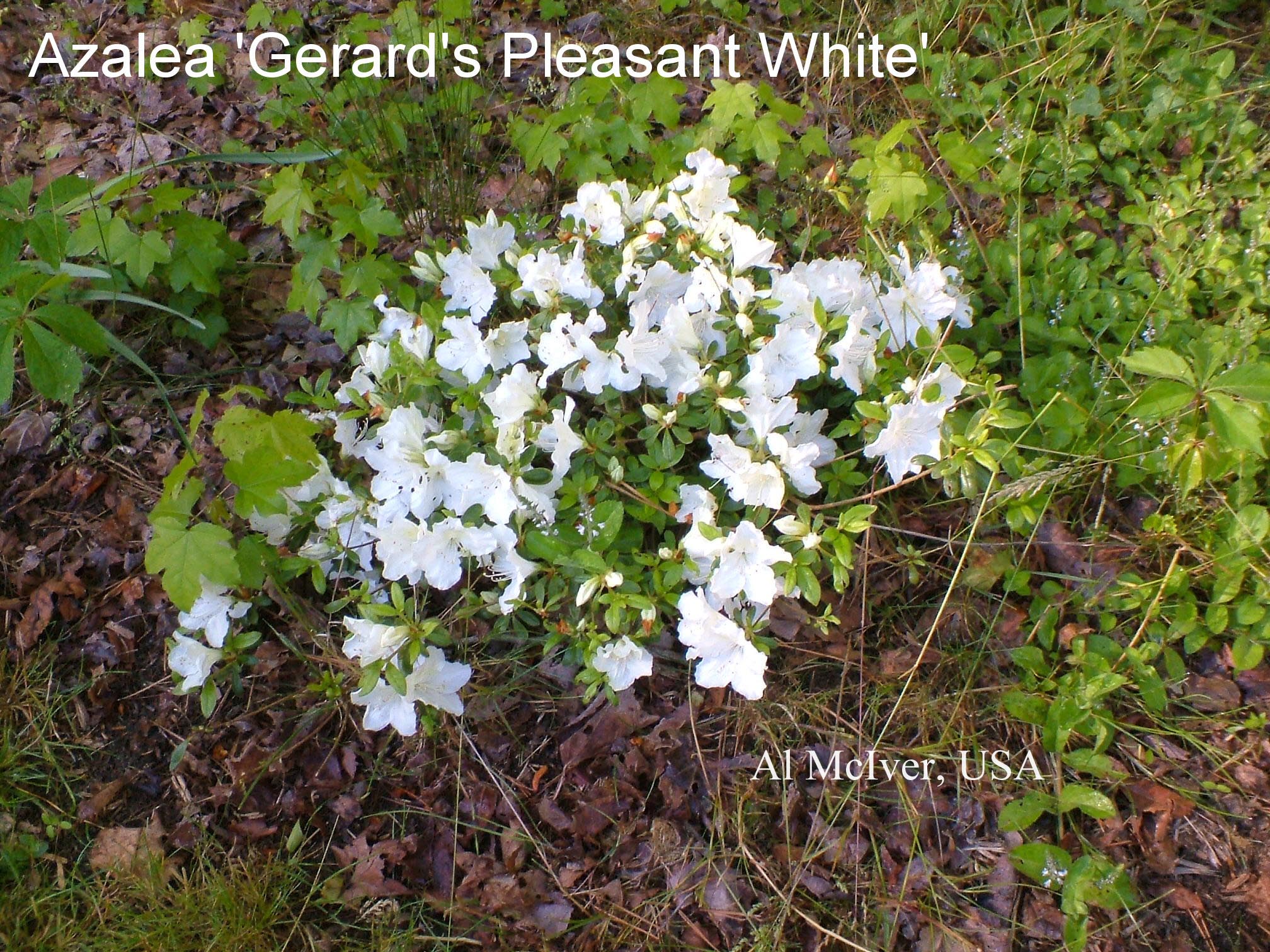 Rhododendron 'Pleasant White' (Azalea)