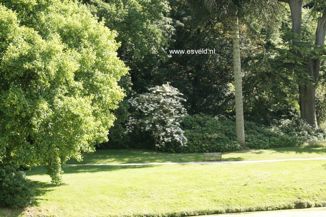 Rhododendron 'Polar Bear'