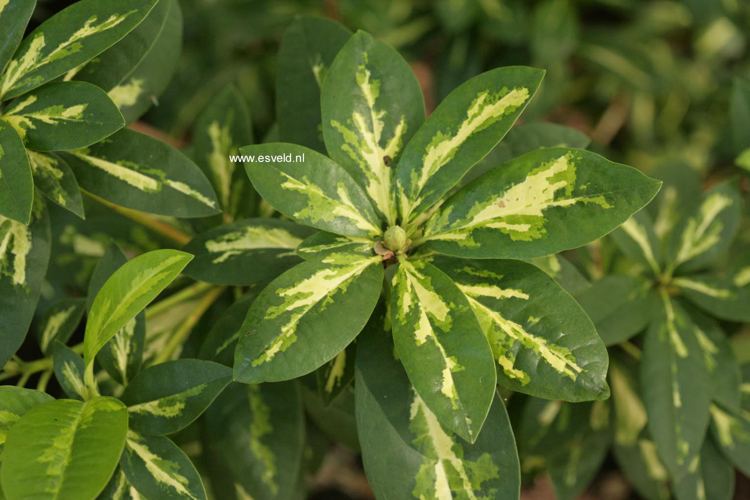 Rhododendron 'President Roosevelt'
