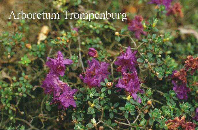 Rhododendron 'Prostigiatum'