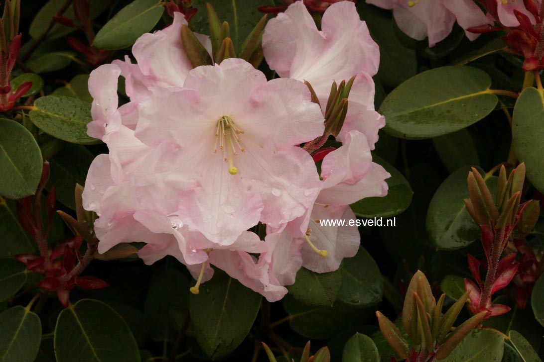 Rhododendron 'Psyche'