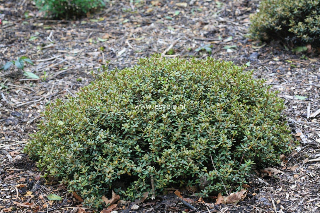 Rhododendron 'Ptarmigan'