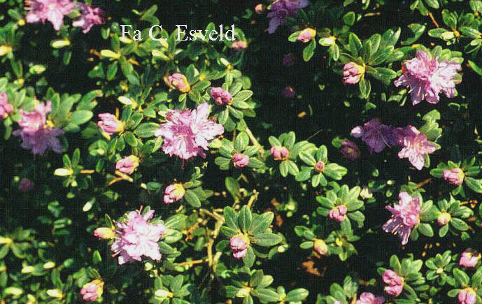 Rhododendron 'Purple Gem' Rhododendron 'Purple Gem'