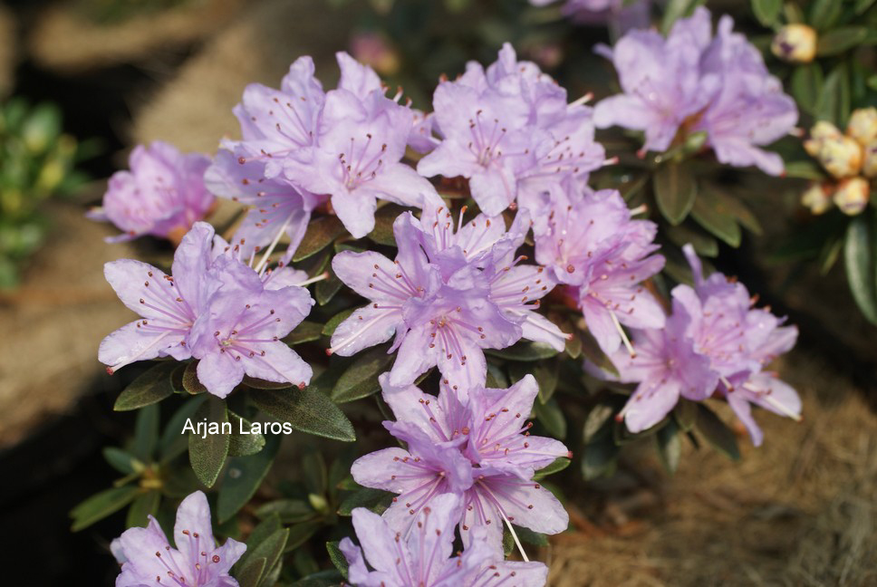 Rhododendron 'Pygmaea' (57022)
