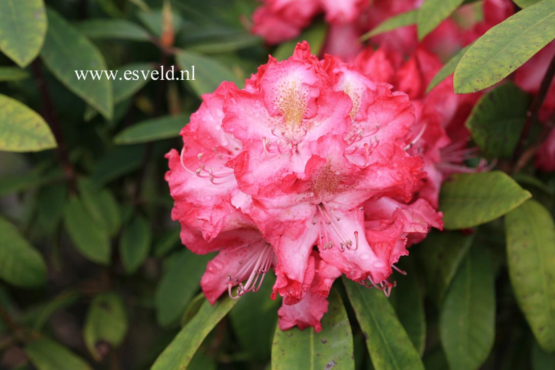 Rhododendron 'R.S. Holford' Rhododendron 'R.S. Holford'
