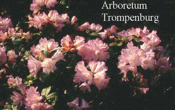 Rhododendron 'Racil' Rhododendron 'Racil'