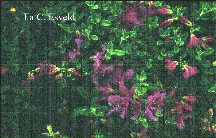 Rhododendron 'Radistrotum'