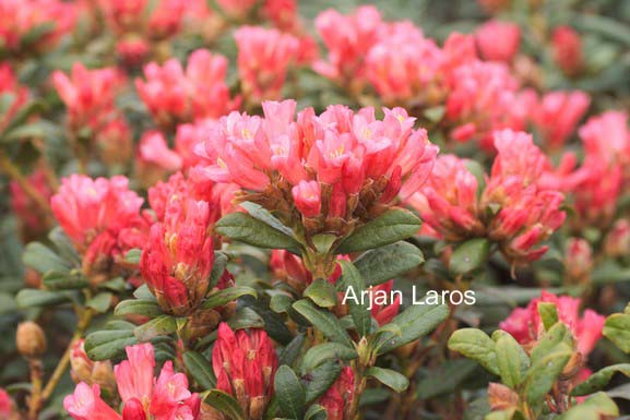 Rhododendron 'Razorbill'