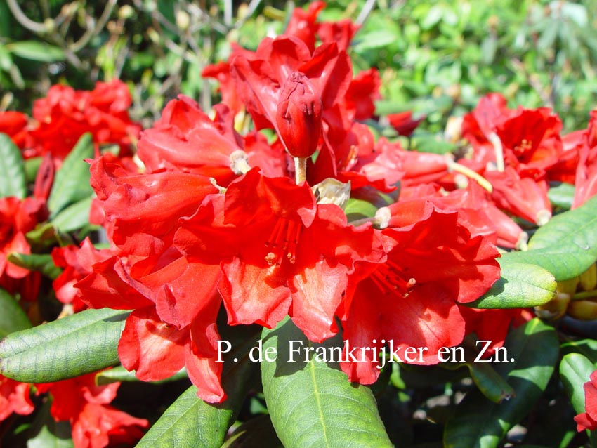 Rhododendron 'Red Bells'