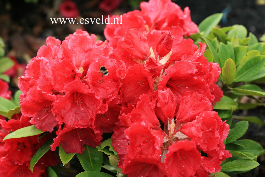 Rhododendron 'Red Jack'