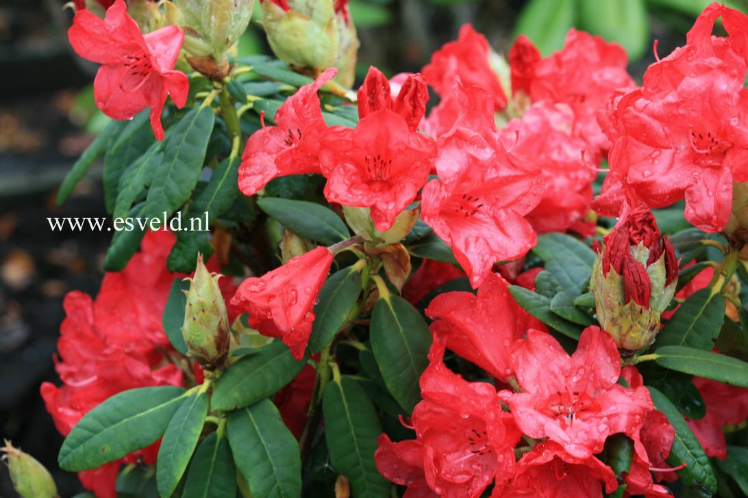 Rhododendron 'Red Pompadour'