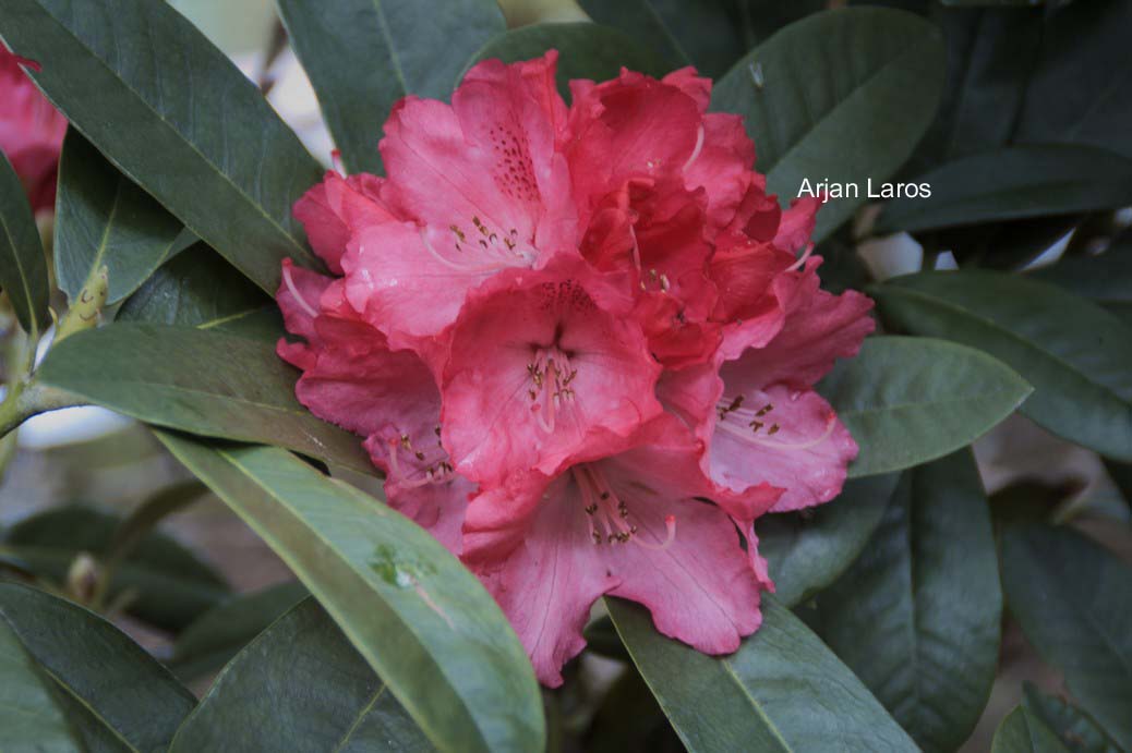 Rhododendron 'Rendezvous'
