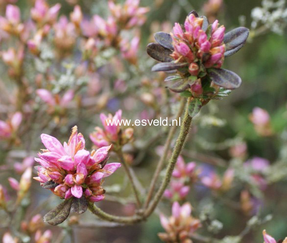 Rhododendron 'Ria Hardijzer'