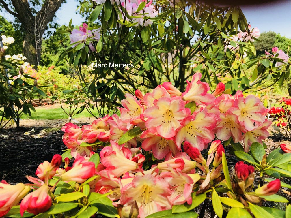 Rhododendron 'Ring of Fire'