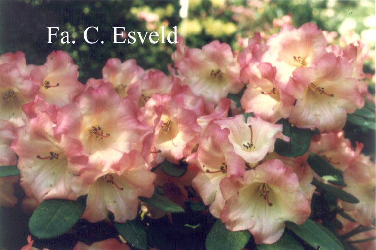 Rhododendron 'Riplet'