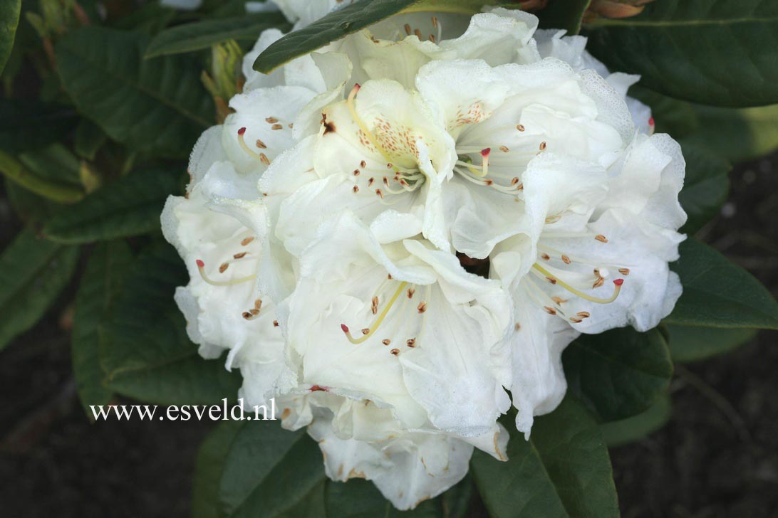 Rhododendron 'Robert Korn'