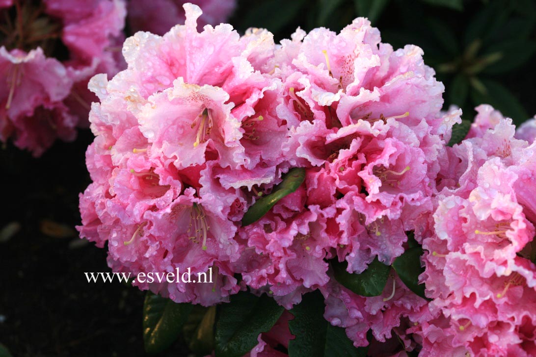 Rhododendron 'Rodrigo'