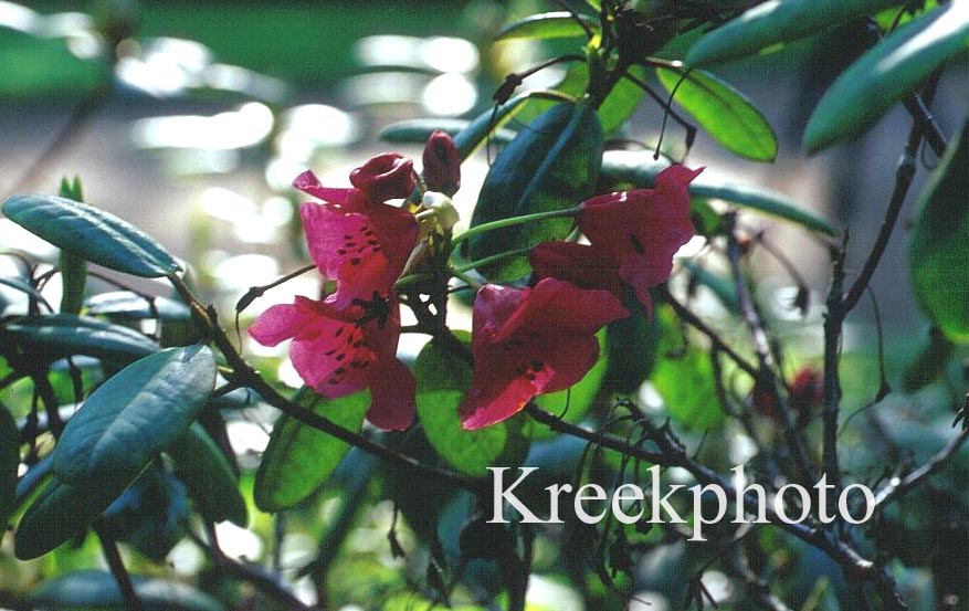 Rhododendron 'Roedhaette'