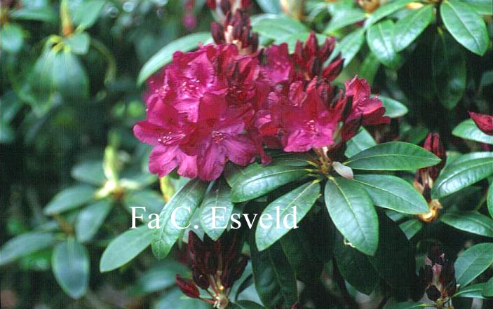 Rhododendron 'Roland'