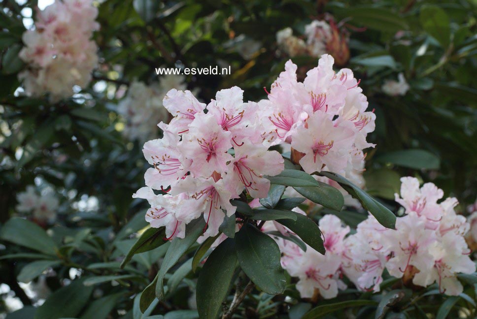 Rhododendron 'Rosa Mundi'