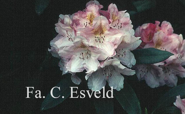 Rhododendron 'Rosa Wolke'