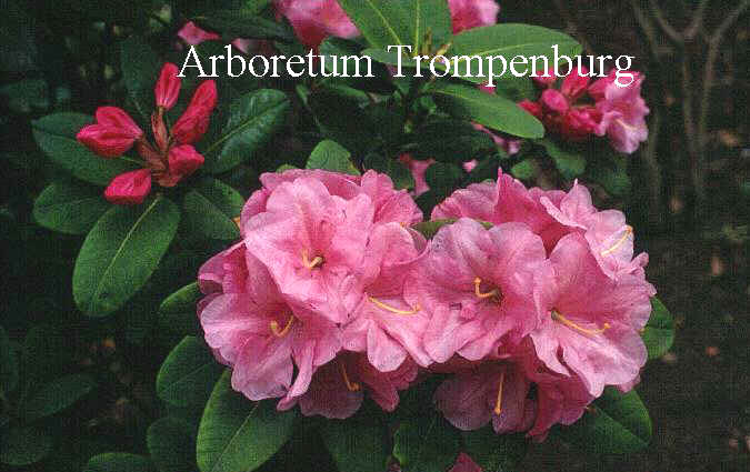 Rhododendron 'Rosa Wunder'