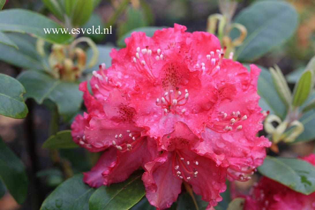Rhododendron 'Rosabella'
