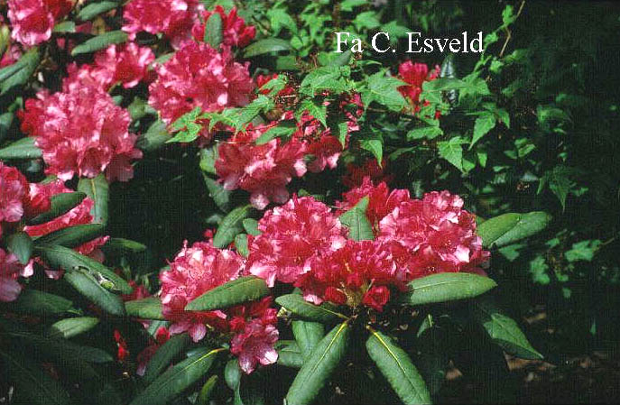 Rhododendron 'Rosarka'