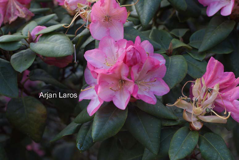 Rhododendron 'Rose Point'