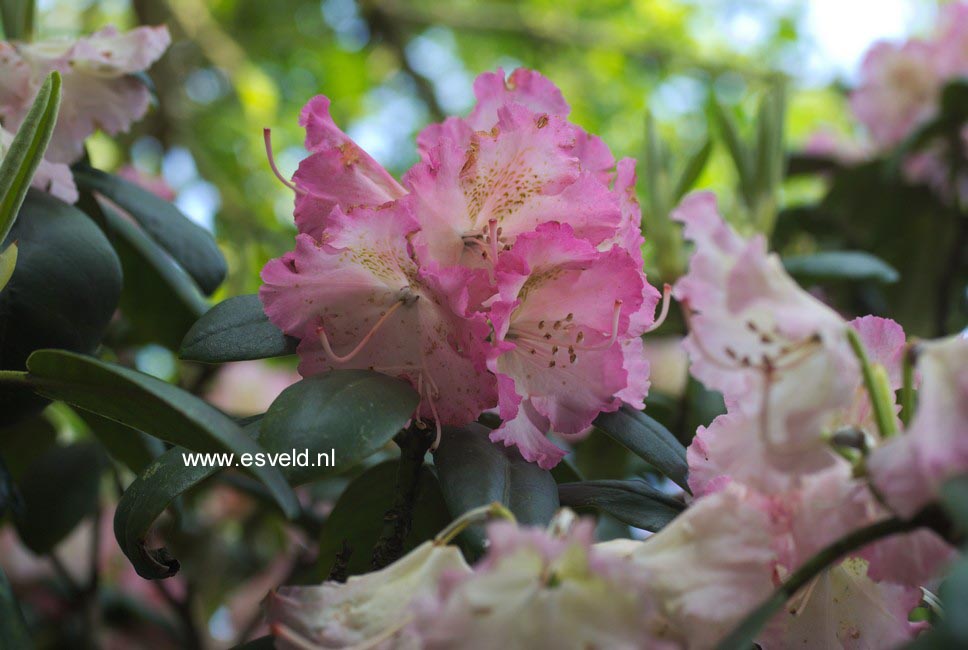 Rhododendron 'Rosita'