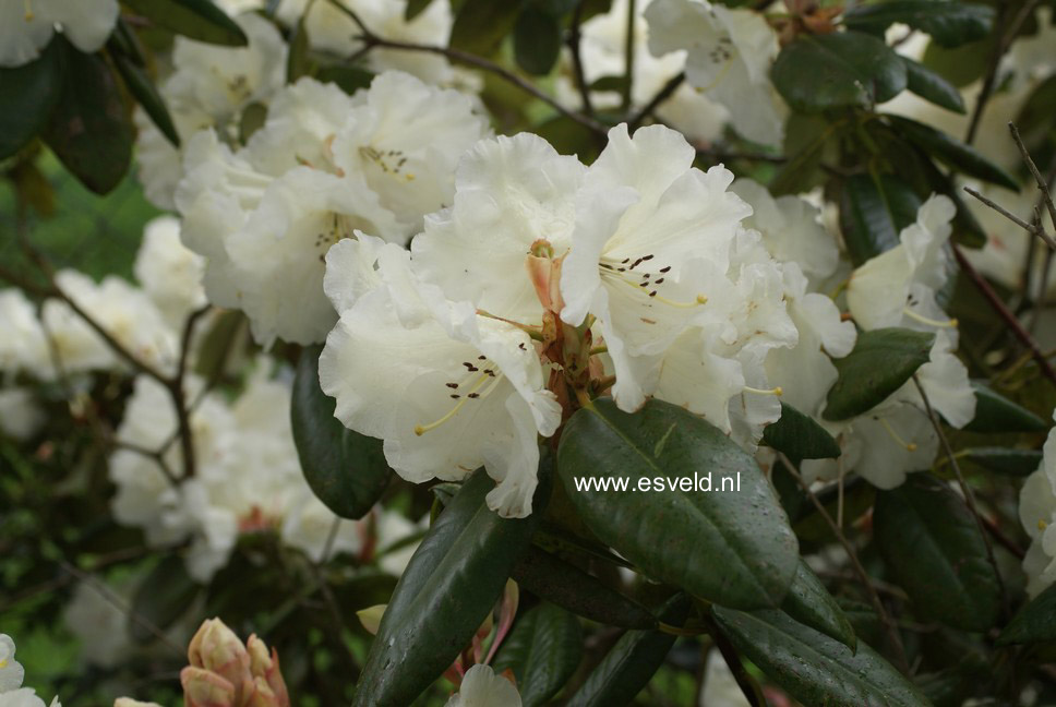Rhododendron 'Rothenburg'